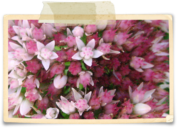 Angel Hartline Designs