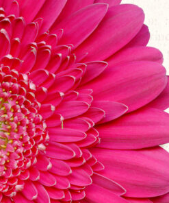 Alternative view of Flowers & Foliage V. 2 [garden mix]