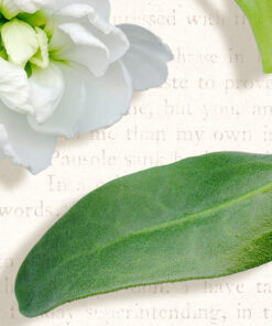 Alternative view of Flowers & Foliage V. 3 [white stock]